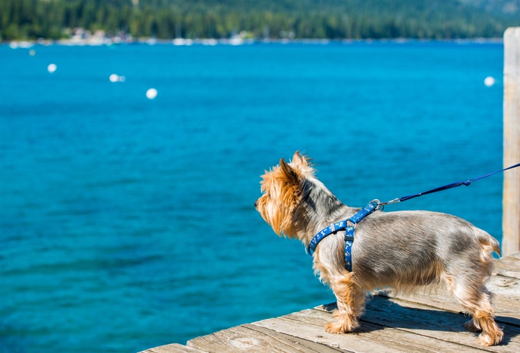 Dog Walk at the Lake. Lake Tahoe and Silky Terrier on Leash.