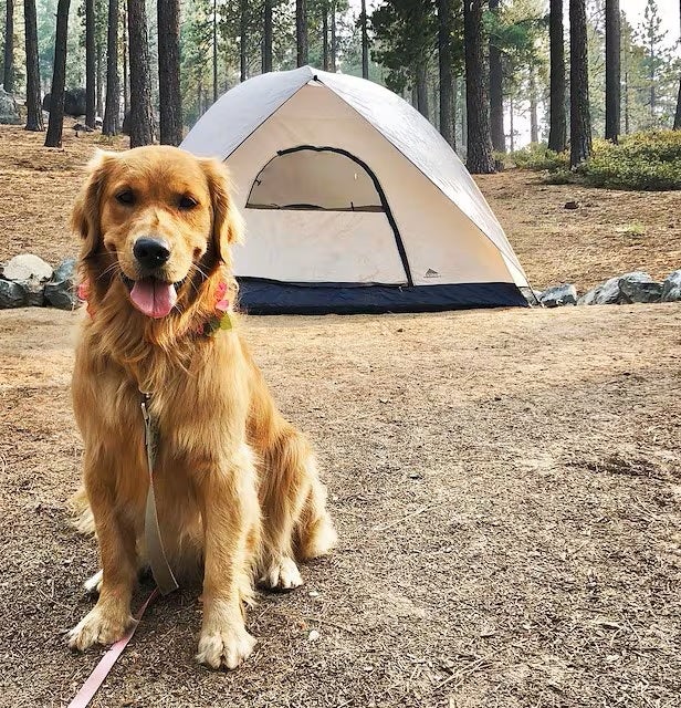 Golden Retriever sitting in front of a tan tent